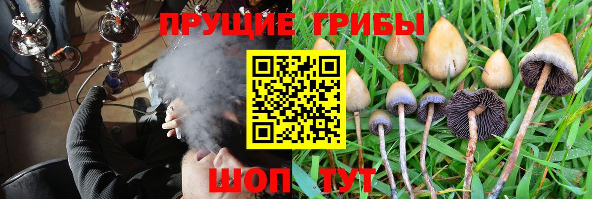 Псилоцибиновые грибы Psilocybine cubensis Краснознаменск